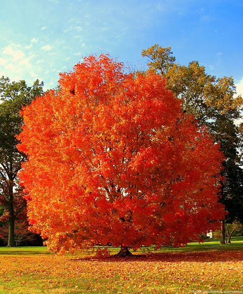 494px-Unidentified_orange_red_tree