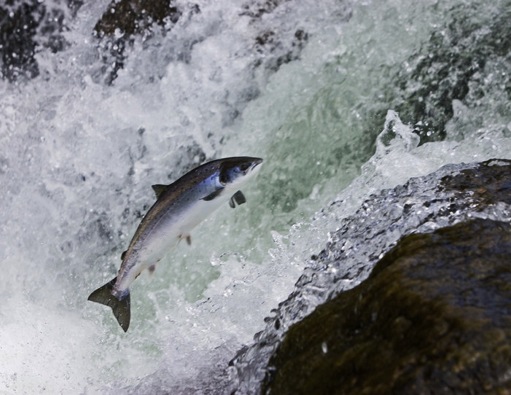 salmon_jumping.sized